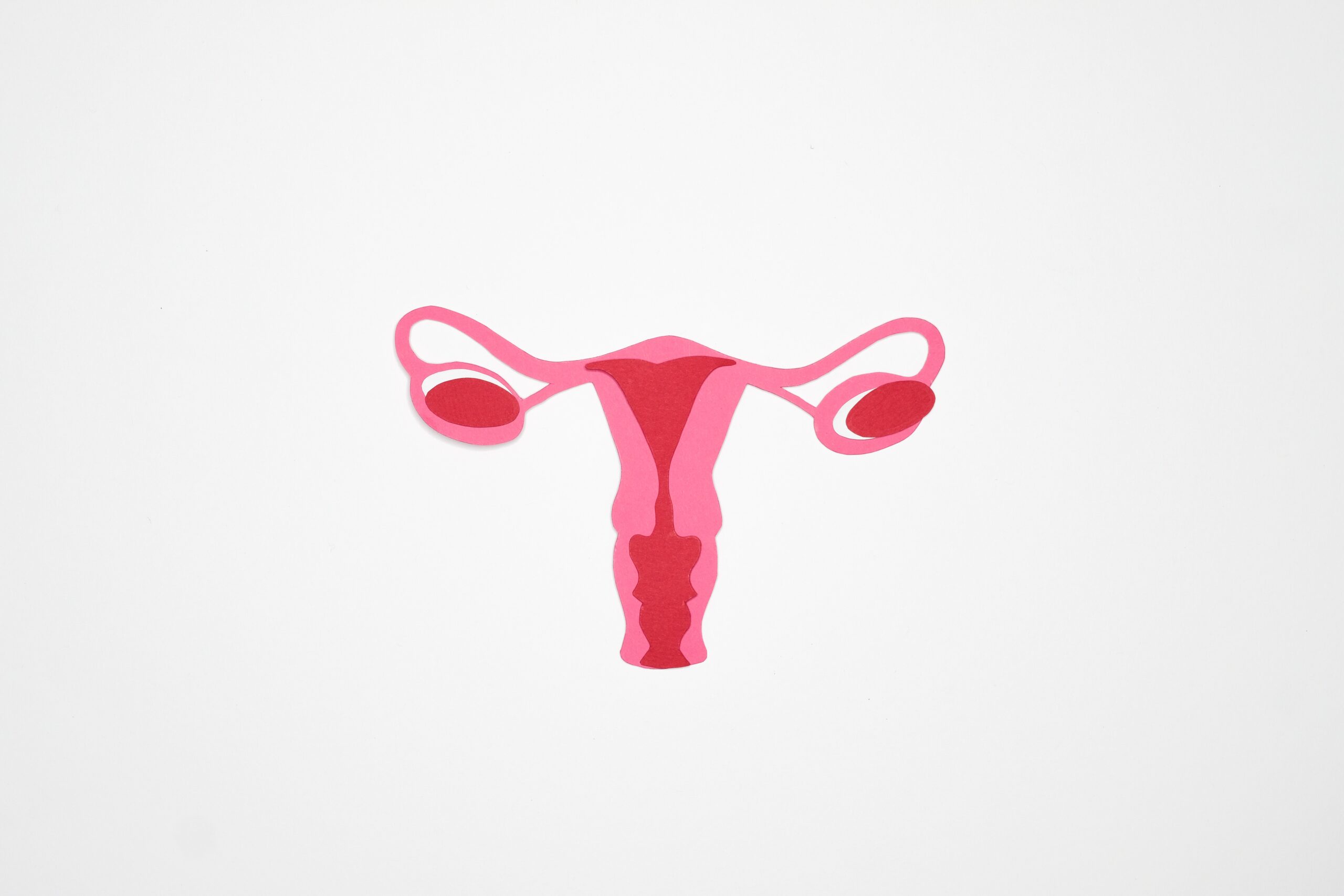 Você está visualizando atualmente O Útero bicorno dificulta a gravidez?