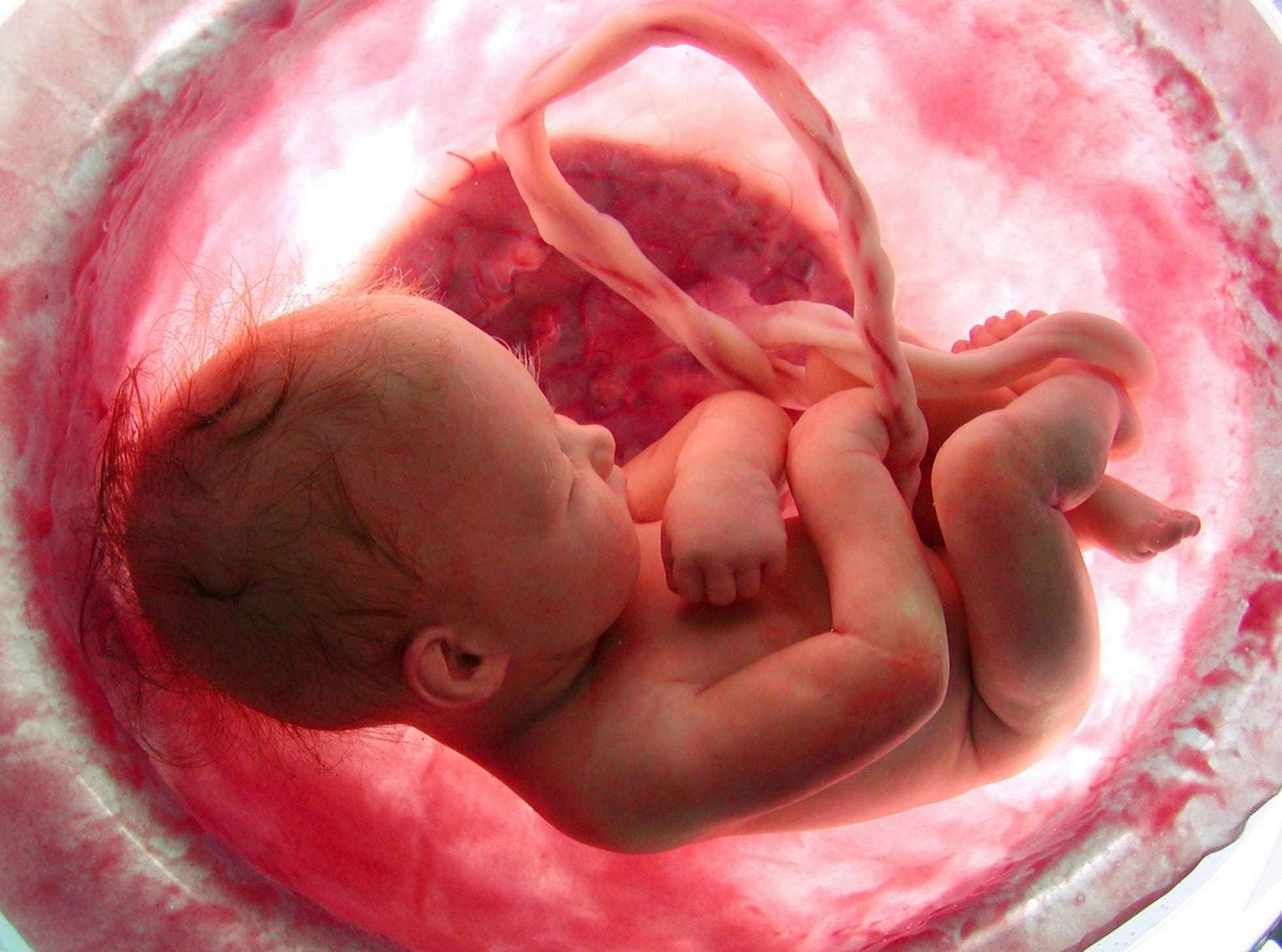 Você está visualizando atualmente Cordão umbilical e o desenvolvimento do bebê.